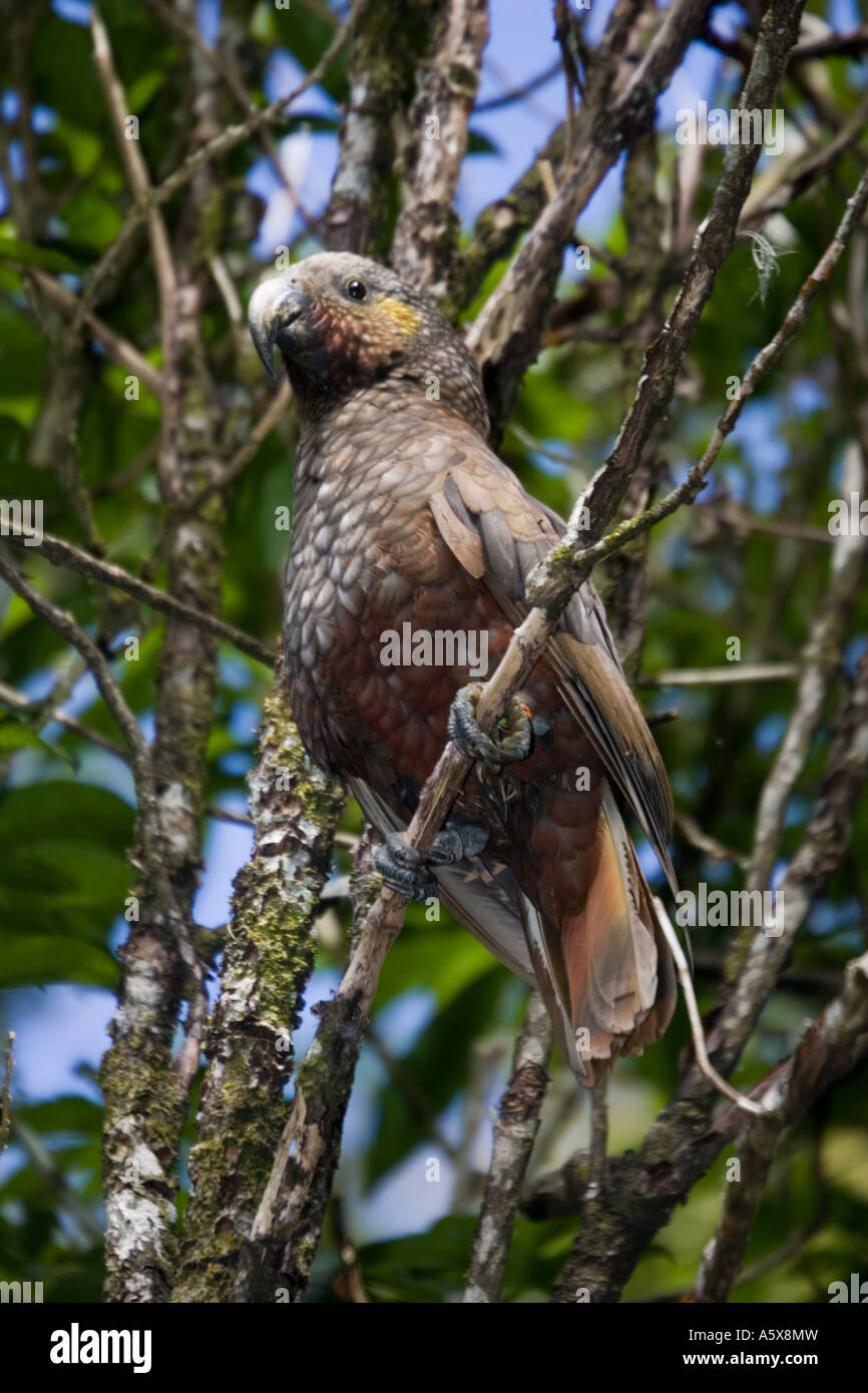 Kaka oder Nordinsel Papagei Nestor Meridionalis Mount Bruce Conservation Centre New Zealand Stockfoto