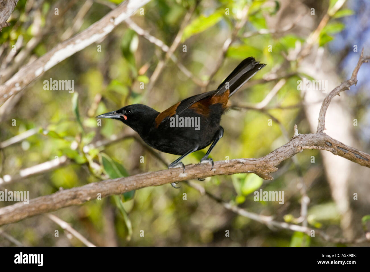 North Island Saddleback Maori nennen Tieke Philesturnus Carunculatus Rufusater Tiritiri Matangi Island in der Nähe von Auckland New Zealand Stockfoto