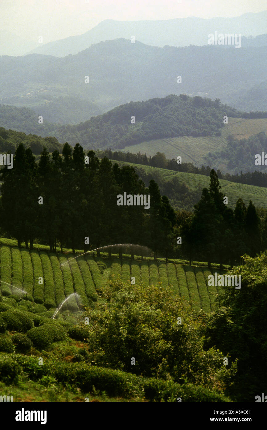Dagomys Teeplantage, Sotschi, Russland Stockfotografie Alamy