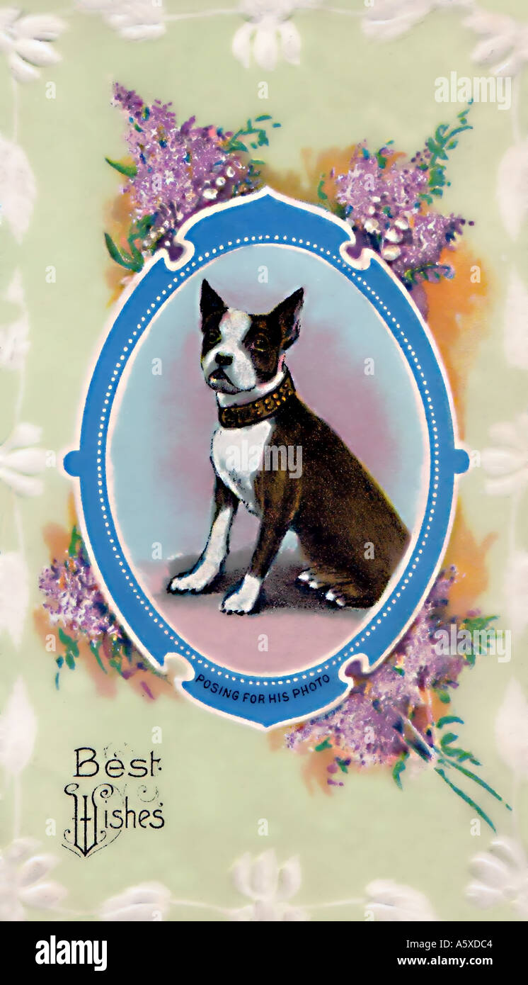 Vintage Grusskarte Hund Boston Terrier Um 1900 Stockfotografie Alamy
