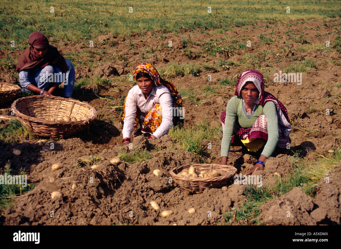 Rajasthan Indien Kartoffel Außendienstmitarbeiter Stockfoto