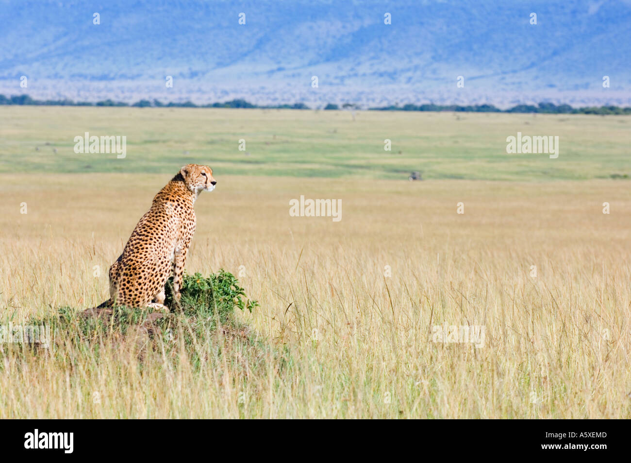 Gepard auf Termite Mound Masai Mara Nationalpark Kenia Stockfoto