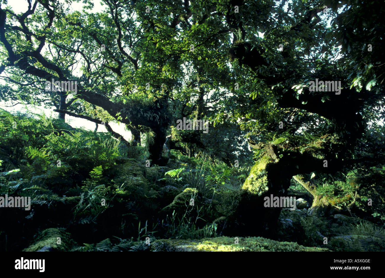 Alten Bäumen in Wistmans Holz National Nature Reserve Dartmoor National Park Devon England Stockfoto