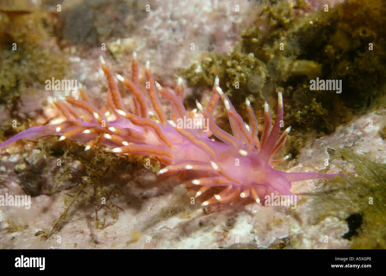 Nacktschnecke Meeresschnecke in Wheasel Loch St. Abbs und Eyemouth Volutery Meeresschutzgebiet Berwickshire Schottland Stockfoto