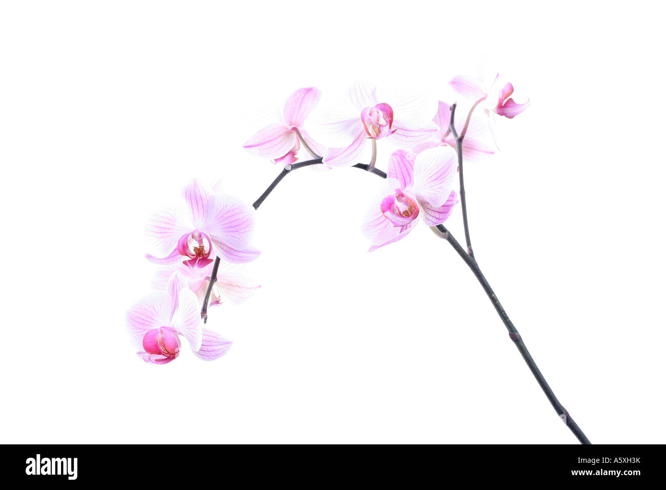 Phalaenopsis Pink Moth Orchid vor weißem Hintergrund hautnah Stockfoto
