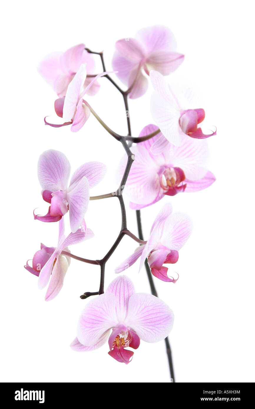 Phalaenopsis Pink Moth Orchid vor weißem Hintergrund hautnah Stockfoto