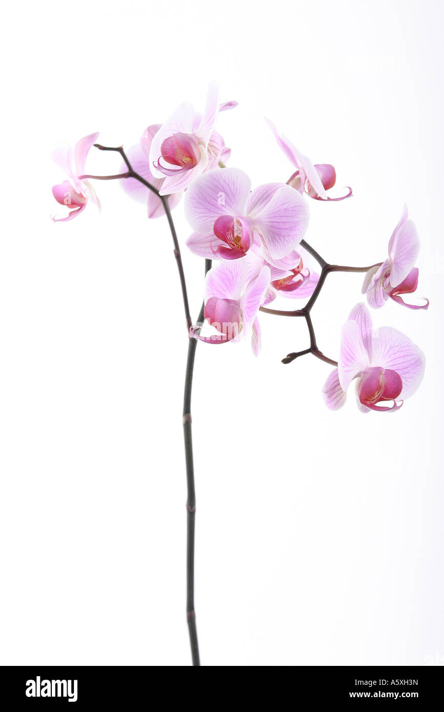 Phalaenopsis Pink Moth Orchid vor weißem Hintergrund hautnah Stockfoto