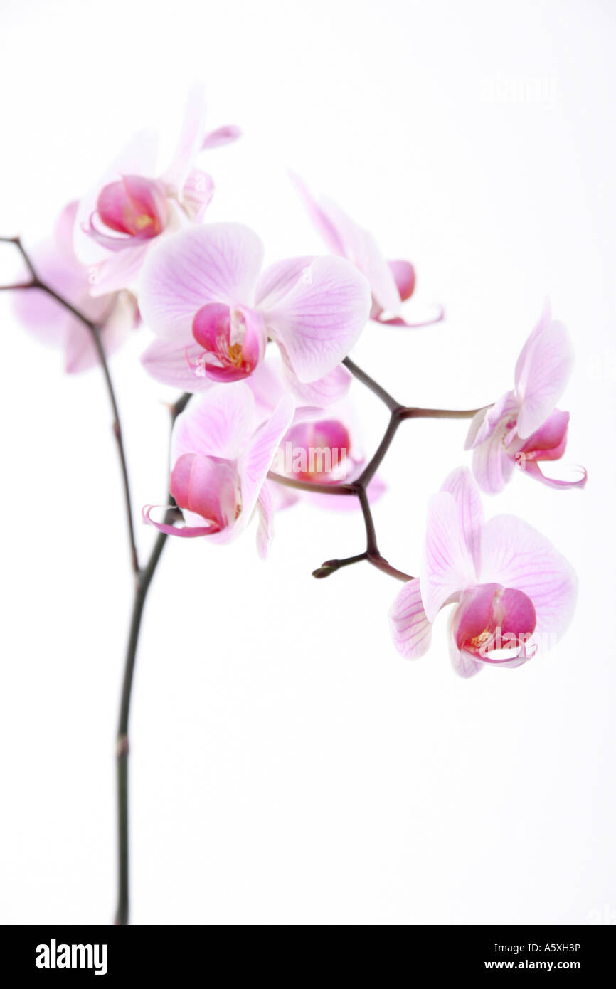 Phalaenopsis Pink Moth Orchid vor weißem Hintergrund hautnah Stockfoto