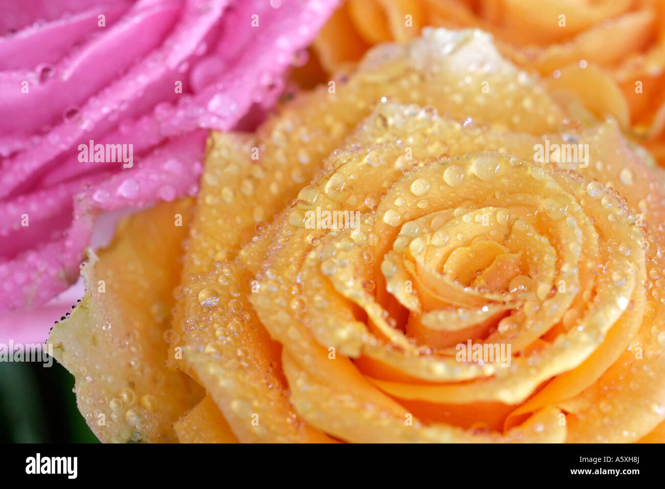 Wassertropfen auf Rosenblüten Nahaufnahme full-frame Stockfoto