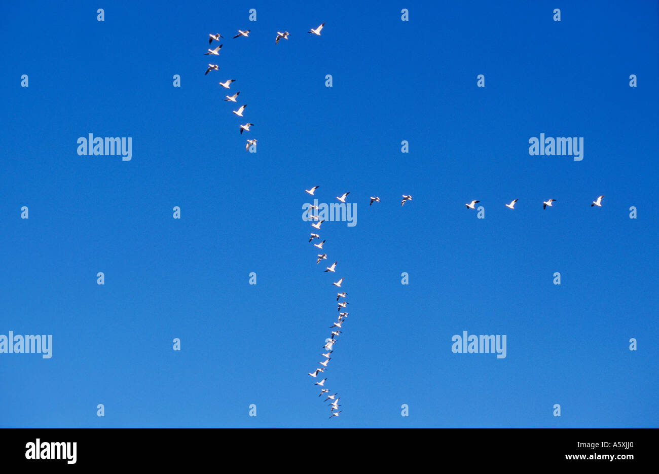 Schneegänse in V-Formation Flight Bosque Del Apache New Mexico USA fliegen Stockfoto