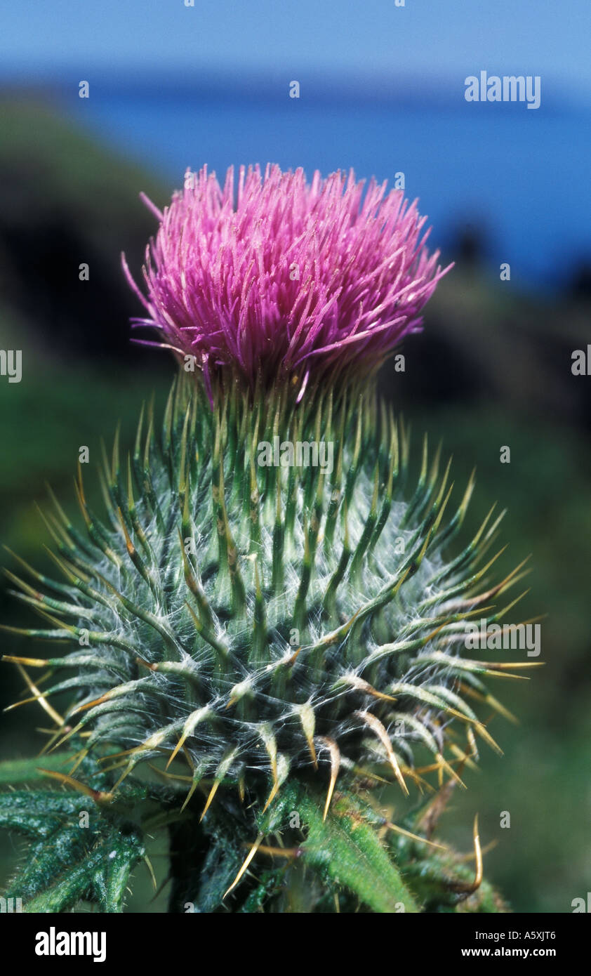 Distel Wales UK Stockfoto