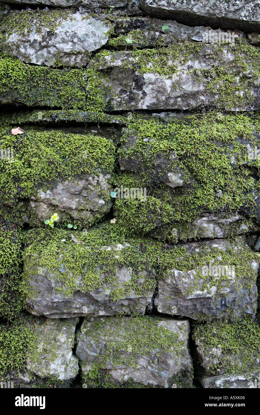 Stone Wall bedeckt mit Moos und Flechten, Close Up. Stockfoto