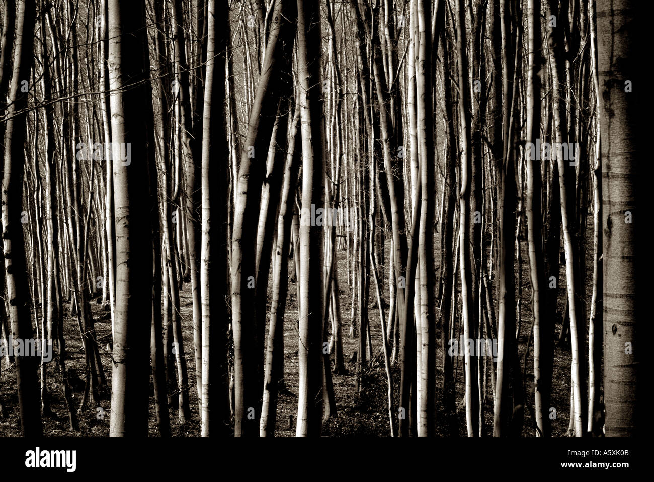 Abstrakten Blick auf einen Wald Stockfoto