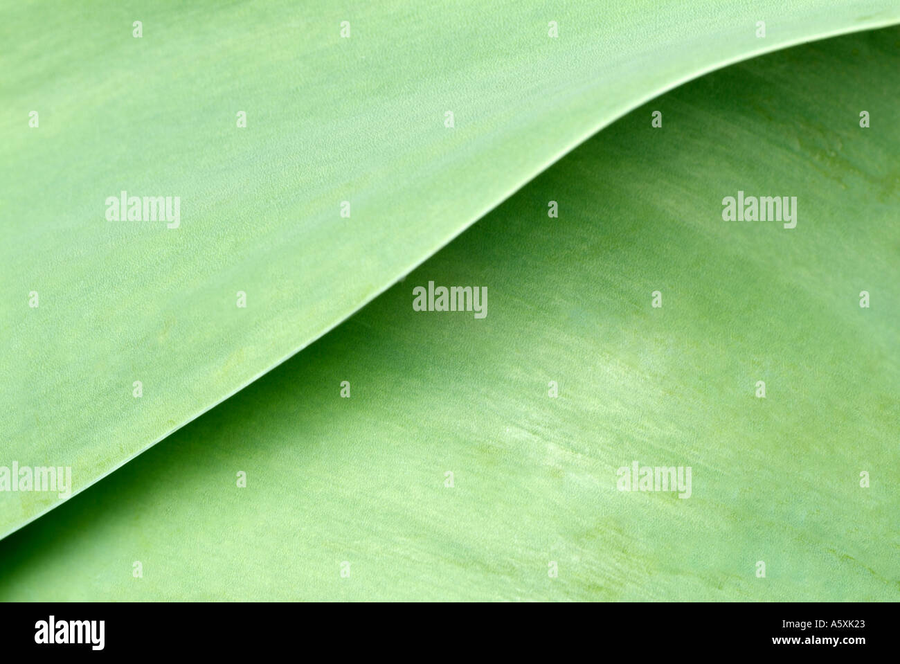 Grüne Blätter der Pflanze Tulip hautnah. Stockfoto