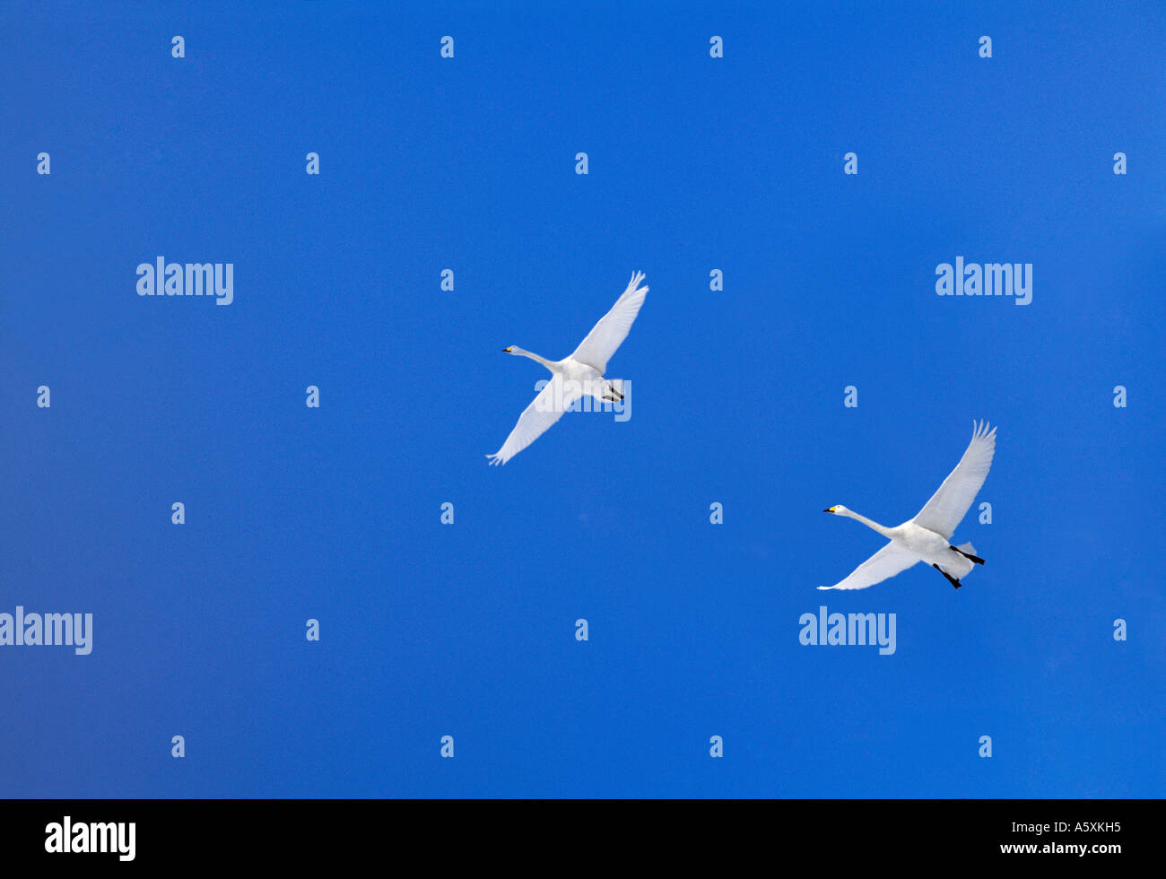 Singschwäne im Flug Hokkaido Japan Stockfoto