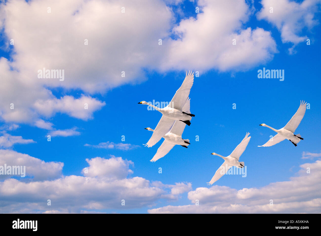 Singschwäne im Flug Hokkaido Japan Stockfoto