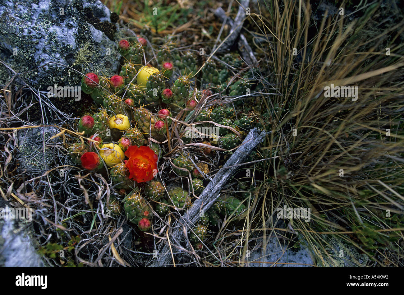 Ein Kaktus in Blüte am Ufer der Lagune Llanganuco (Peru). Kaktus de Fleur Sur Une rive De La Lagune de Llanganuco (Pérou). Stockfoto