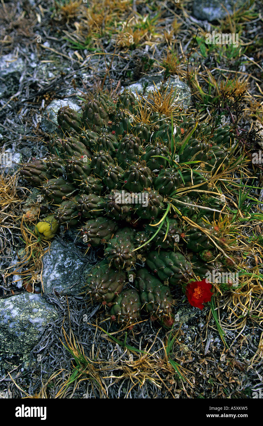 Ein Kaktus in Blüte auf einer Bank der Llanganuco Lagune (Peru). Kaktus de Fleur Sur Une rive De La Lagune de Llanganuco (Pérou). Stockfoto