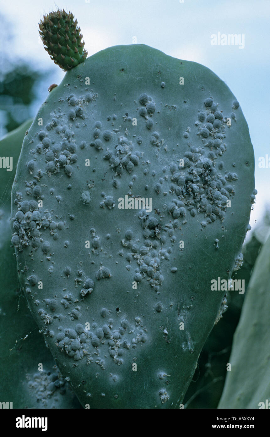 Ein Barbary Fig mit Cochenille Insekten befallen. Figuier de Barbarie Infesté de Cochenilles. Stockfoto