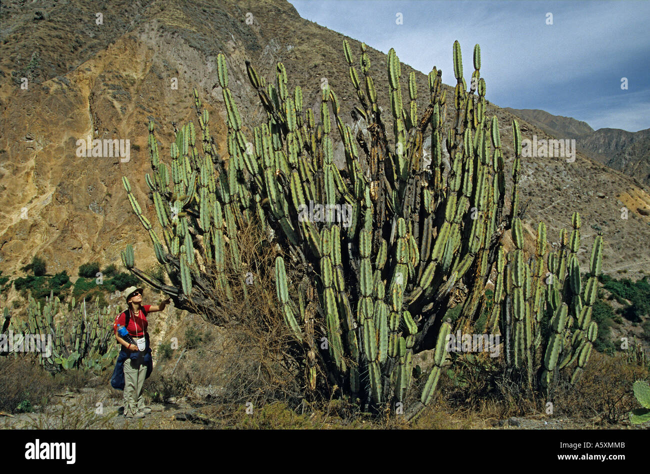 Kaktus (Armatocereus) in den Colca Canyon (Arequipa - Peru). Kaktus (Armatocereus) Dans le Cañon de Colca (Arequipa - Pérou Stockfoto