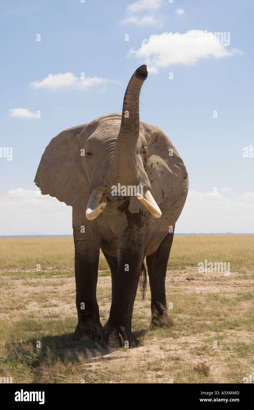 Männlicher afrikanischer Elefant mit Rüssel angehoben Amboseli Nationalpark Kenia Stockfoto