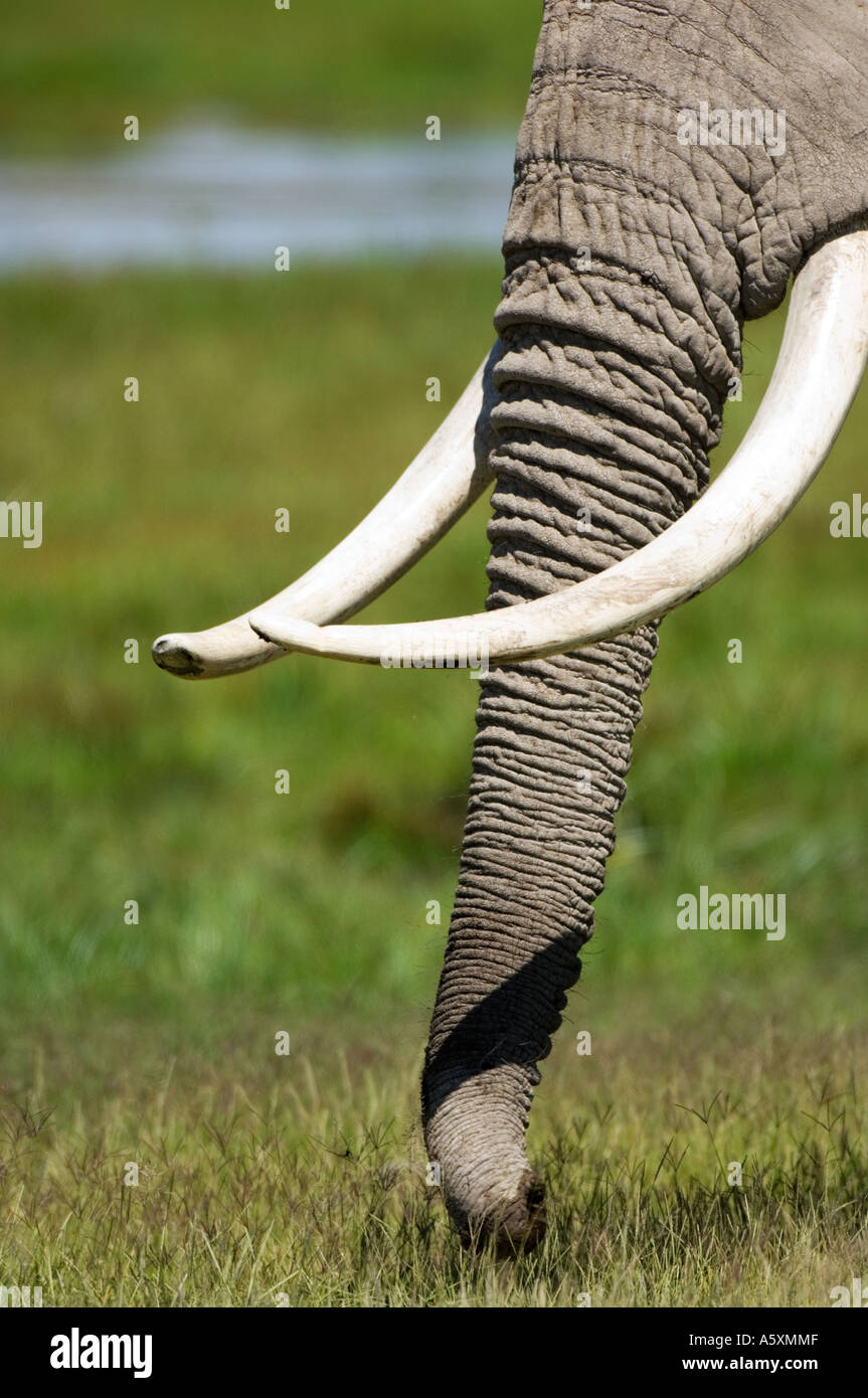 Elephant Trunk Masai Mara Nationalpark Kenia Stockfoto