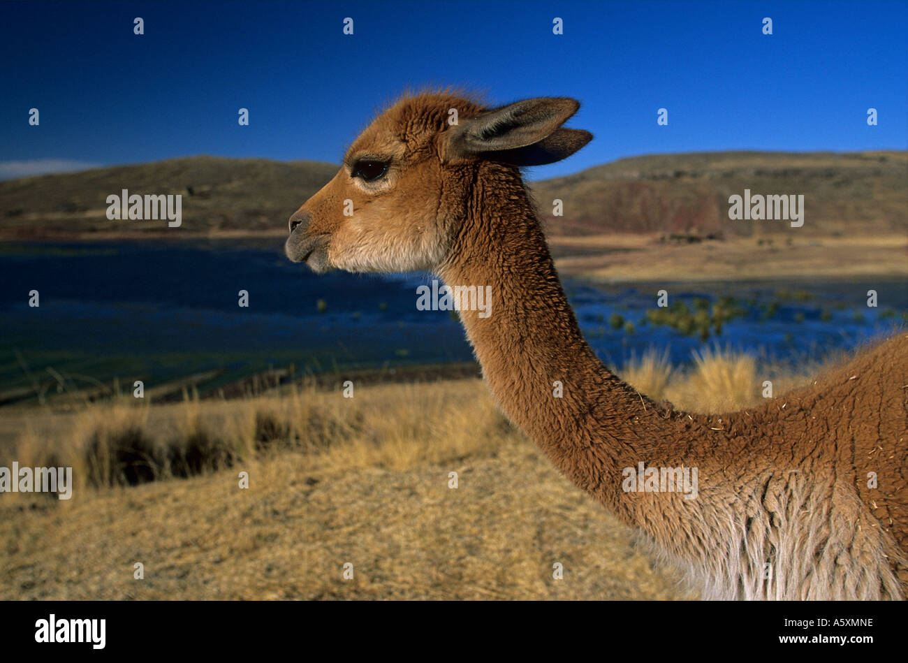 Ein Vikunjas (Vicugna Vicugna) in den Kordilleren der Anden (Peru