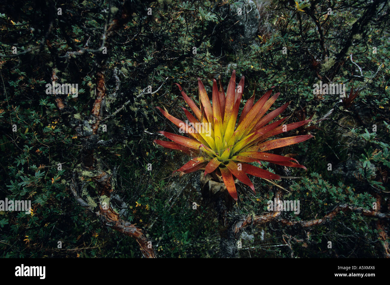 Eine epiphytisch Pflanze (Bromelia sp). Naturschutzgebiet der Huascarán - Peru. Plante Épiphyte. Parc Naturel de Huascarán - Pérou. Stockfoto