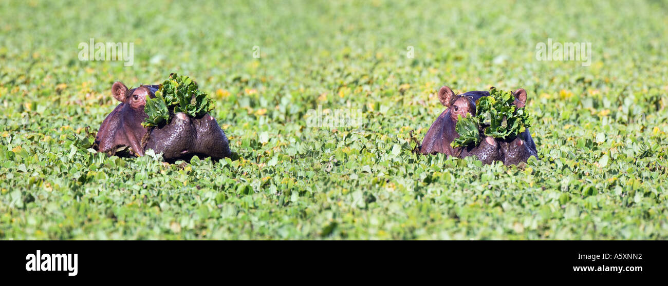 Zwei Nilpferde suhlen unter Wasserpflanzen Masai Mara Kenia Stockfoto