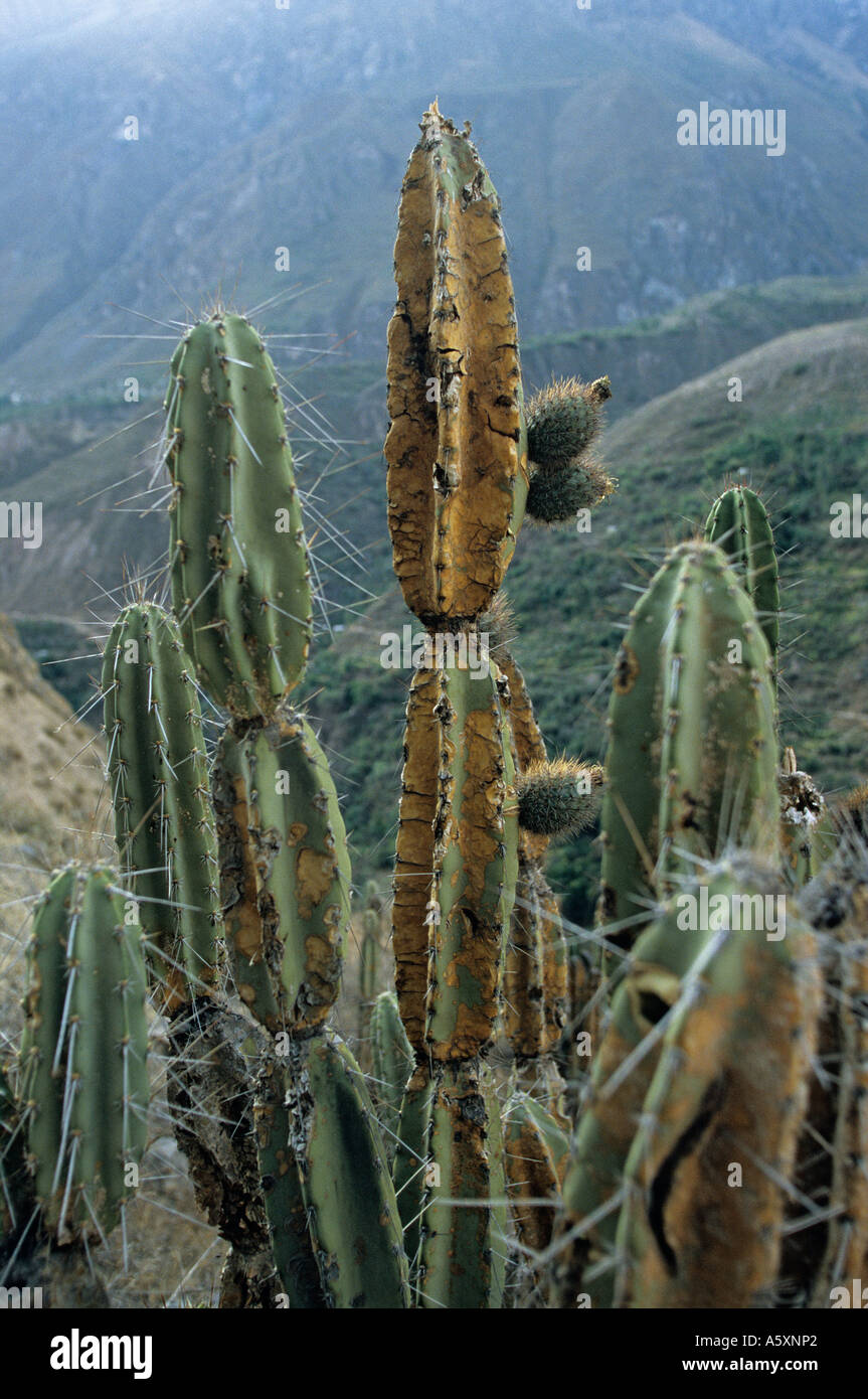 Ein Kaktus (Armatocereus) in Fruchttragen im Canyon Colca (Peru). Kaktus (Armatocereus) En Früchte Dans le Cañon de Colca. Stockfoto