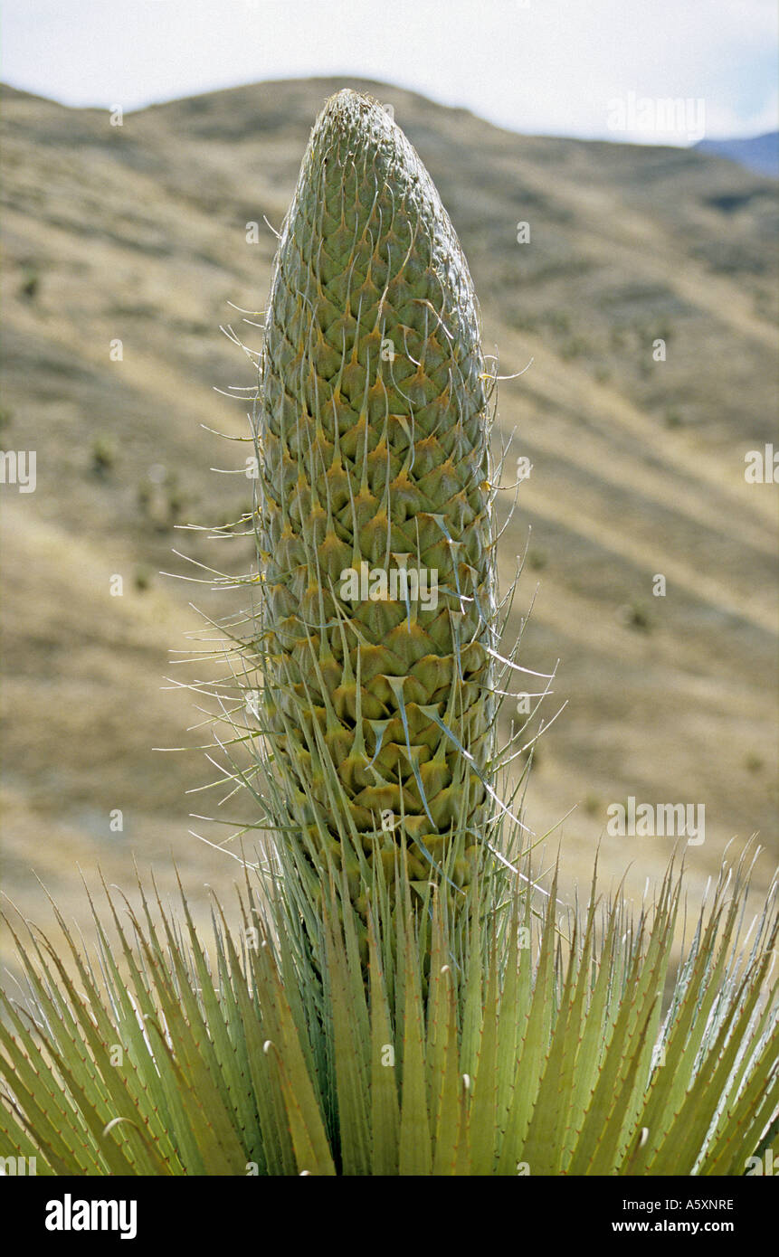 Puya Raimondi (Puya sp) auf dem Gelände des Winchus (Peru). Puya Raimondi (Puya sp) Sur le site de Winchus (Pérou). Stockfoto