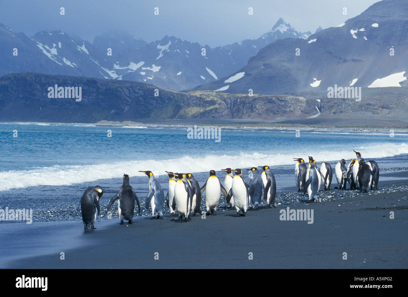 Königspinguine am Strand Süd-Georgien-Großbritannien Stockfoto