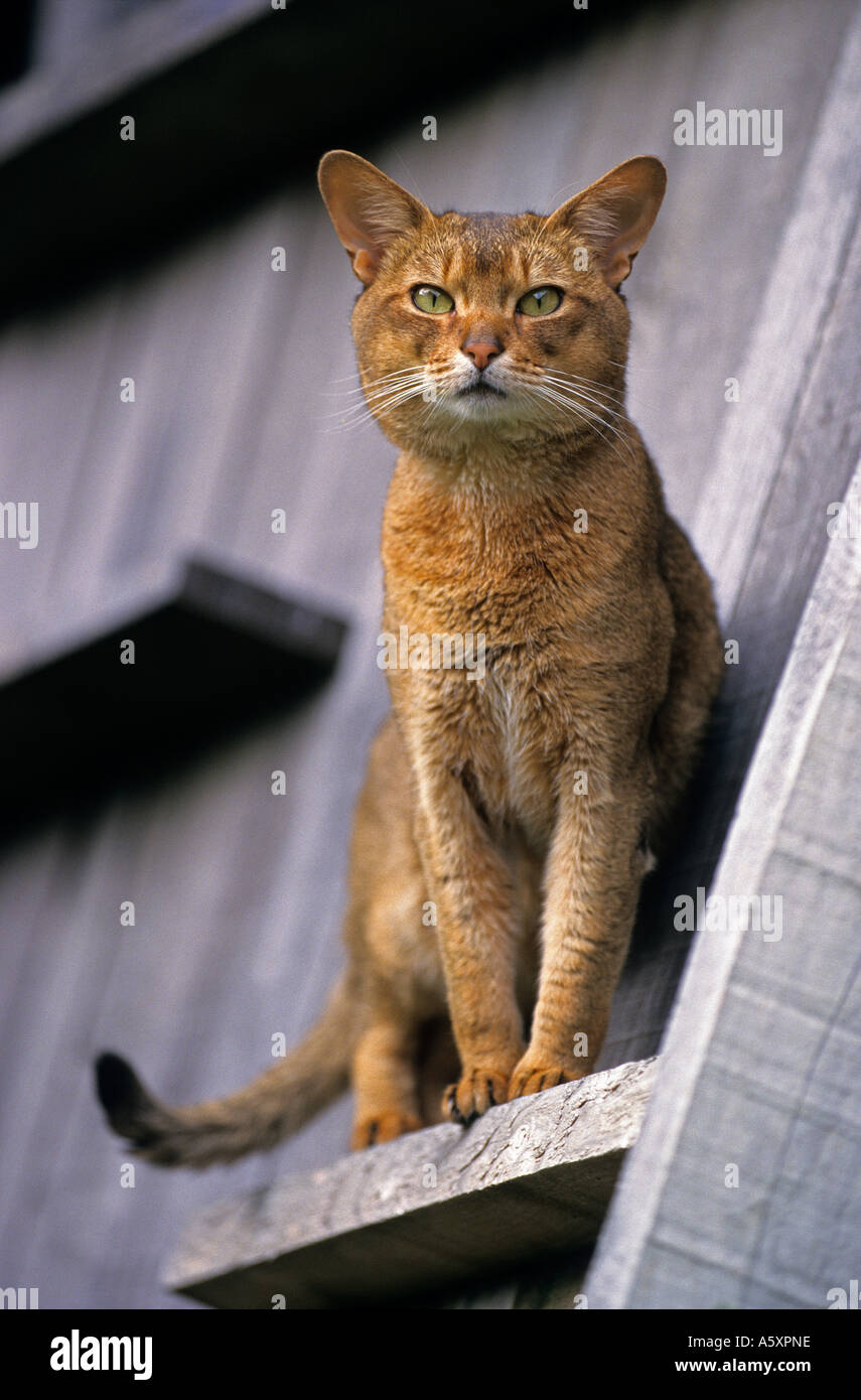 Abessinier Kater (Felis Catus Domesticus) in einer Scheune. Chatten Sie Abyssin Mâle (Felis Catus Domesticus) Dans Une Grange. Stockfoto