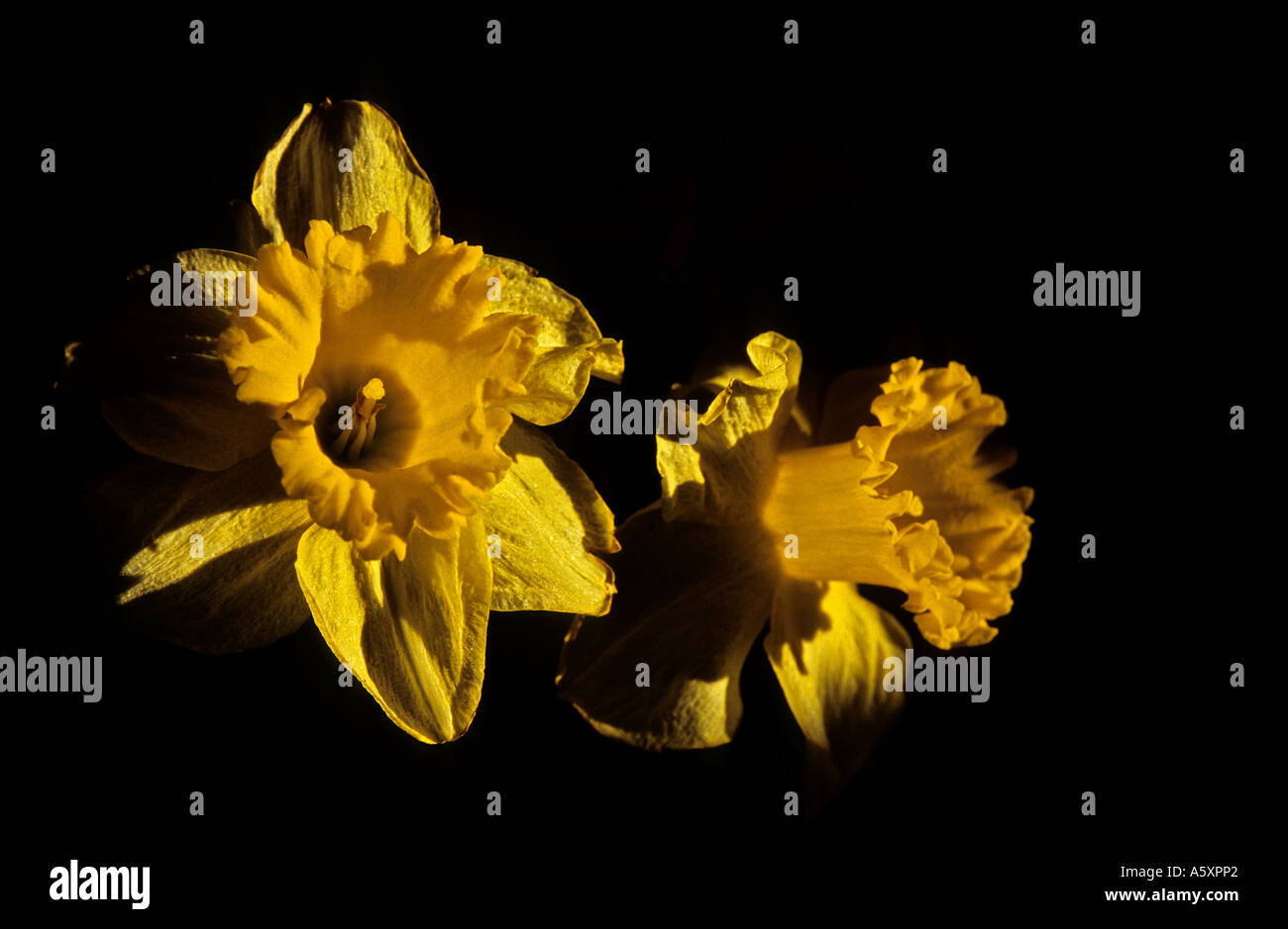 Narzisse (Narcissus Pseudonarcissus).  Jonquilles (Narcissus Pseudonarcissus). Clair Obscur et Lumière Rasante. Stockfoto