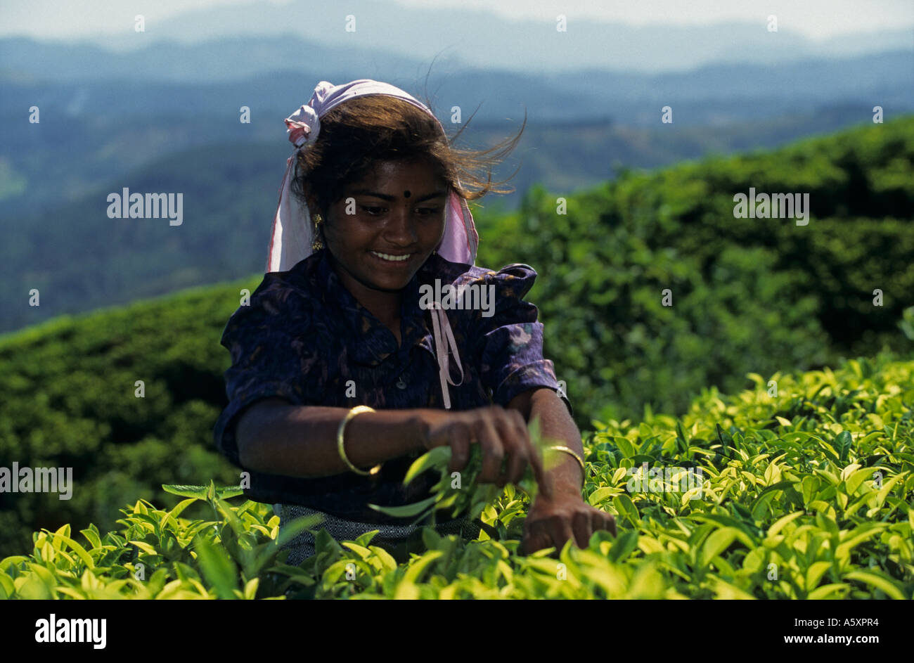 Eine junge tamilische Frau Ernte Tee Blätter (Camellia Sinensis). Jeune Femme Tamoule Displays des Feuilles de Thé. Stockfoto
