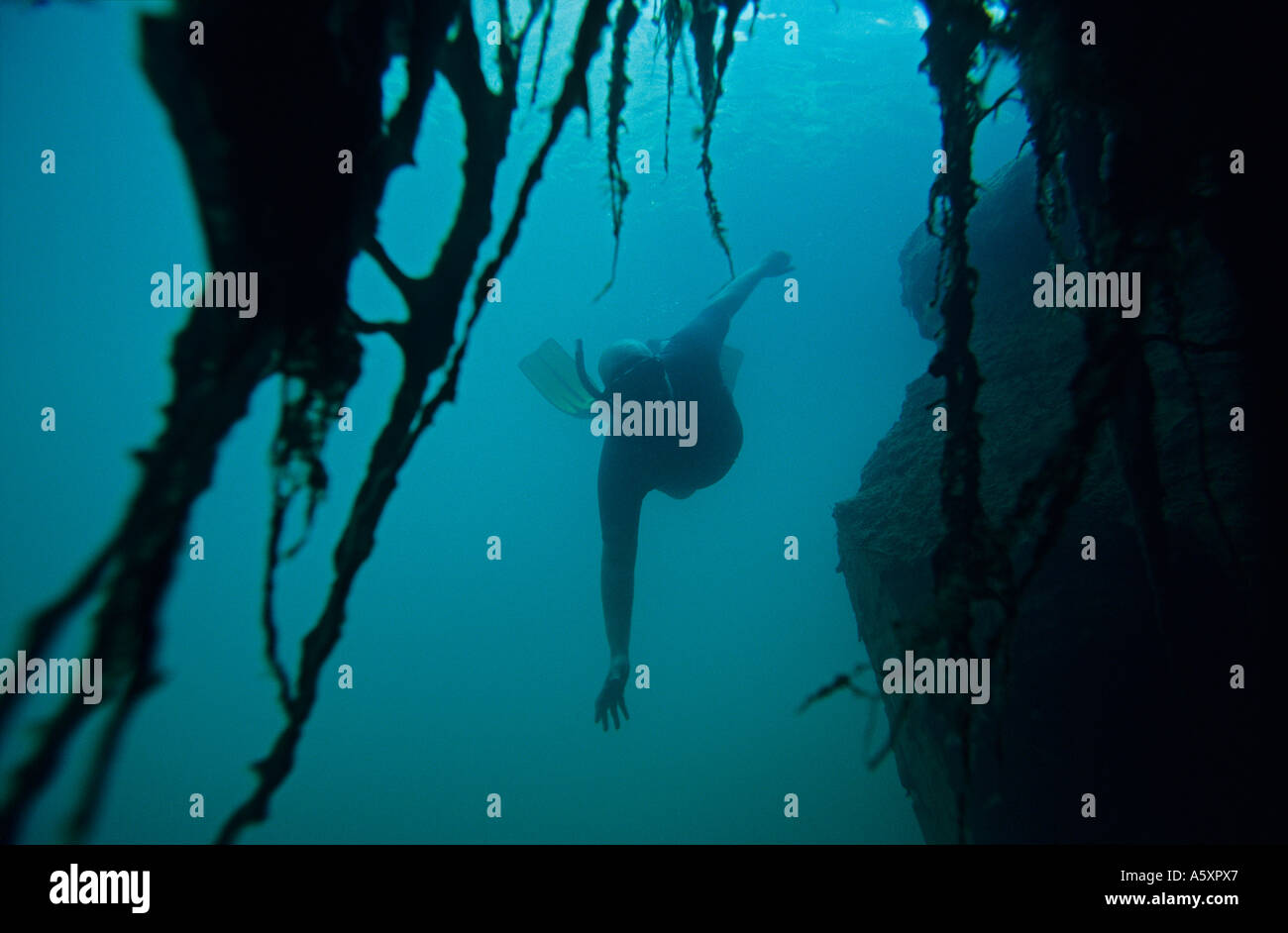Süßwasser Tauchen. Plongée Sous-Marine En Eau Douce. Stockfoto