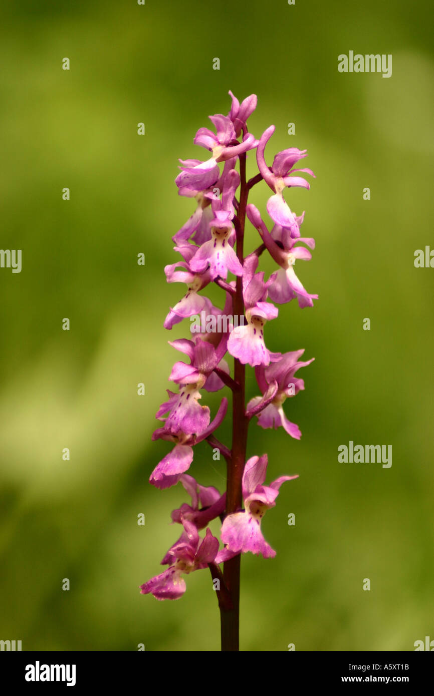 Frühe lila Orchidee Orchis mascula Stockfoto