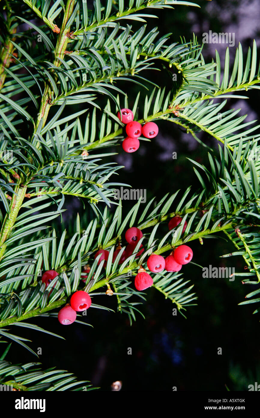 Beeren der Eibe (Taxus Baccata) sind essbar sehr lecker aber haben einen  giftigen berzug auf den Samen Stockfotografie - Alamy