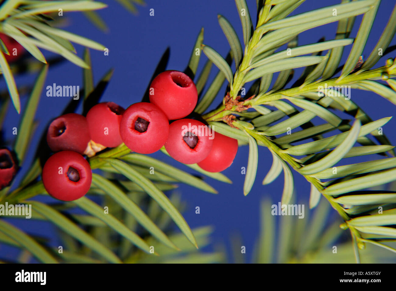 Die Frucht der Eibe Beeren. Taxus Baccata Eibe Beeren sind essbar sehr  lecker aber haben einen giftigen berzug auf den Samen Stockfotografie -  Alamy