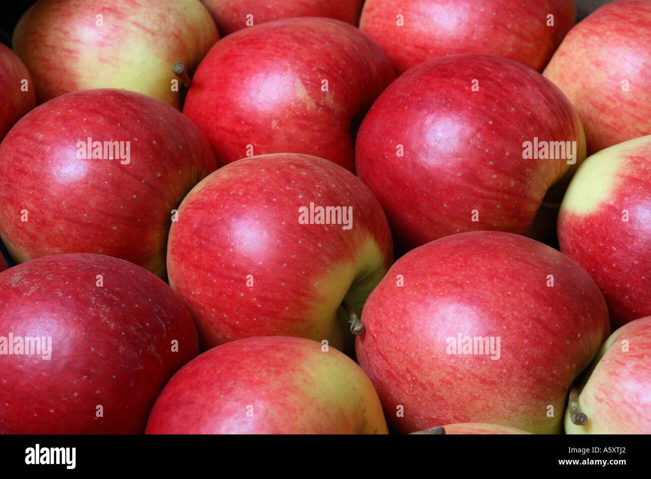 Hintergrund der Bio-Äpfel Stockfoto