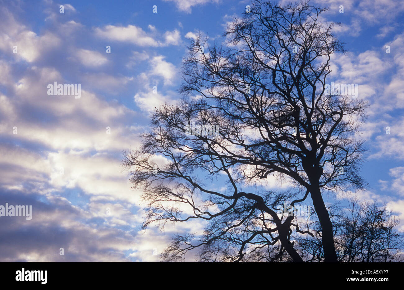 Bare Winter Rotbuche oder Fagus Sylvatica Baum Silhouette gegen einen blauen Himmel mit Stratocumulus Wolken Stockfoto