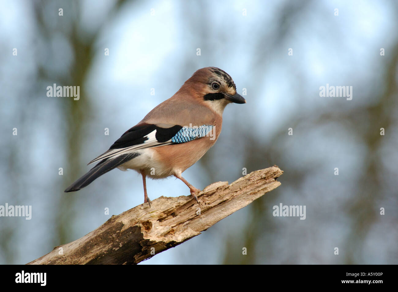 Jay suchen alert Lee Valley Park, Januar 2007 Stockfoto