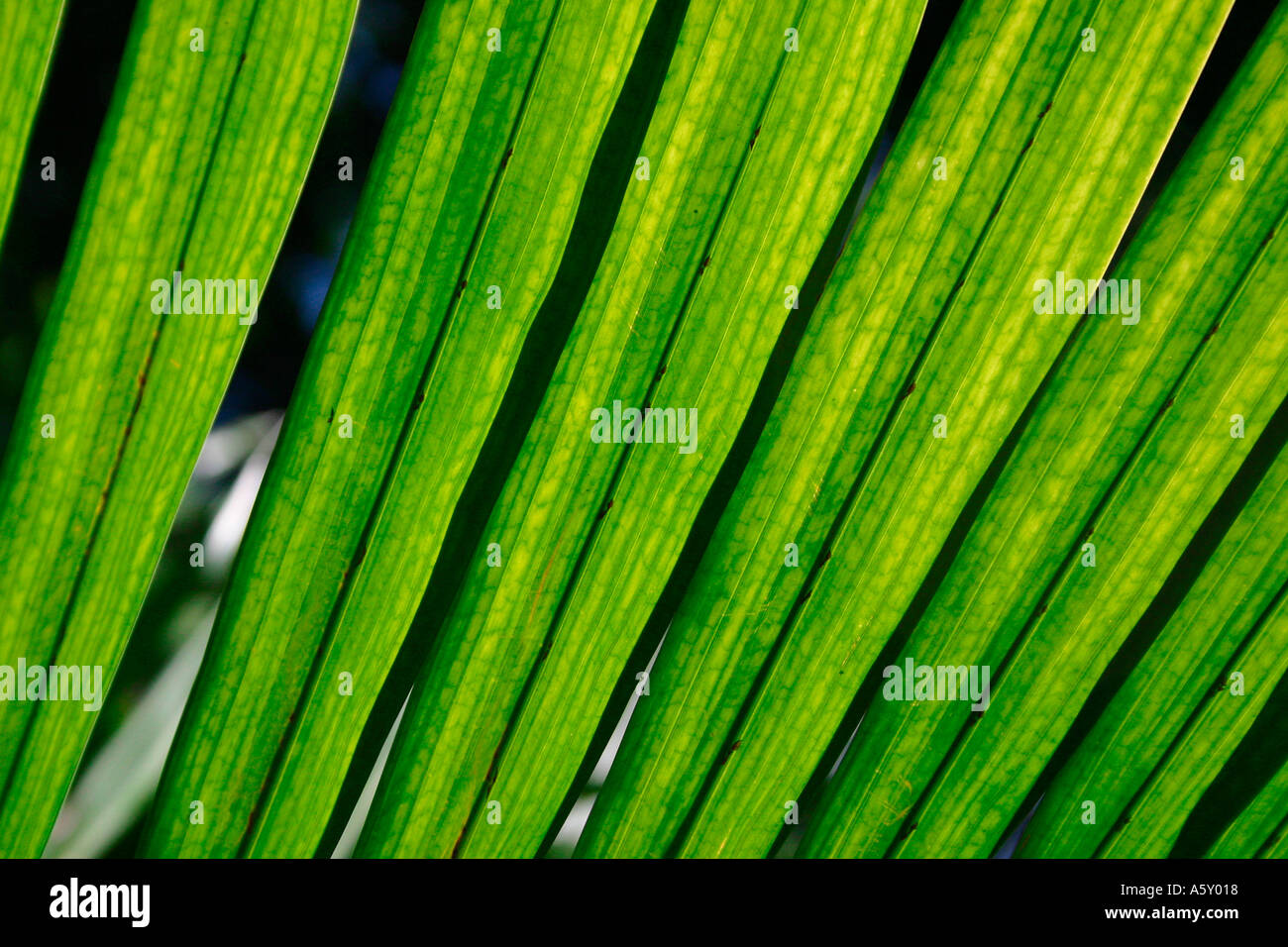 Nahaufnahme der Blätter der grünen Palmwedel Stockfoto