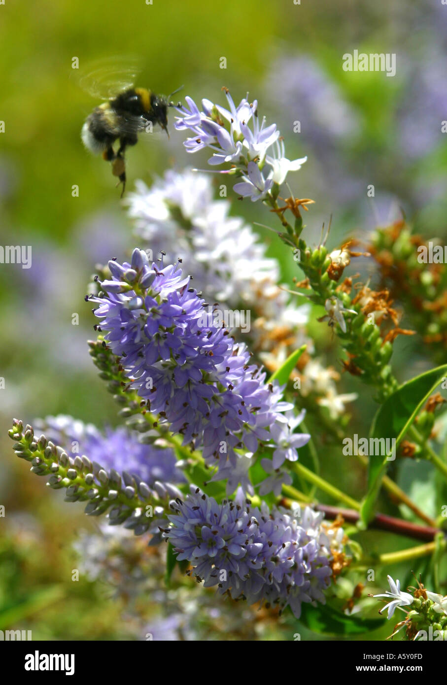 Hummel, schwebt über Blumen in einem Vorort Garten im Sommer Stockfoto