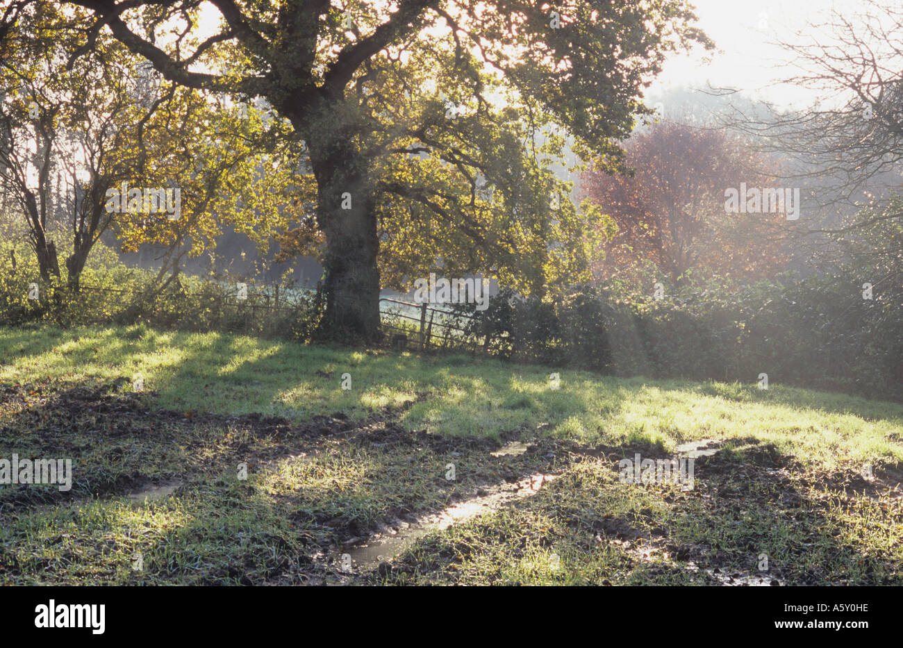 Stimmungsvolle Hintergrundbeleuchtung neblige spät herbstlicher Sicht englische Eiche und distanzierter Rotbuche mit Zaun und ausgefahrenen Feld Stockfoto