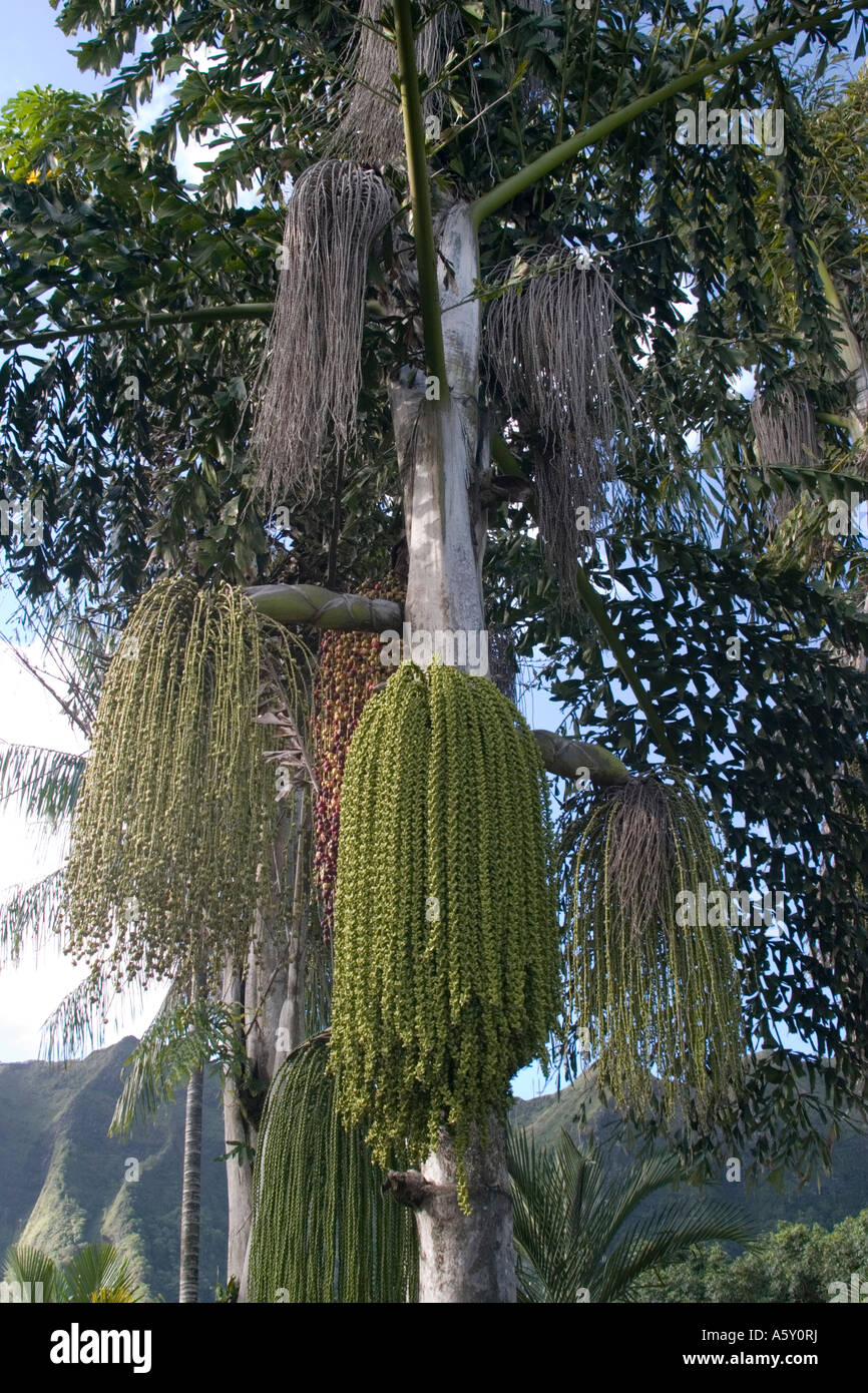 Botanischer Garten auf Oahu Stockfoto