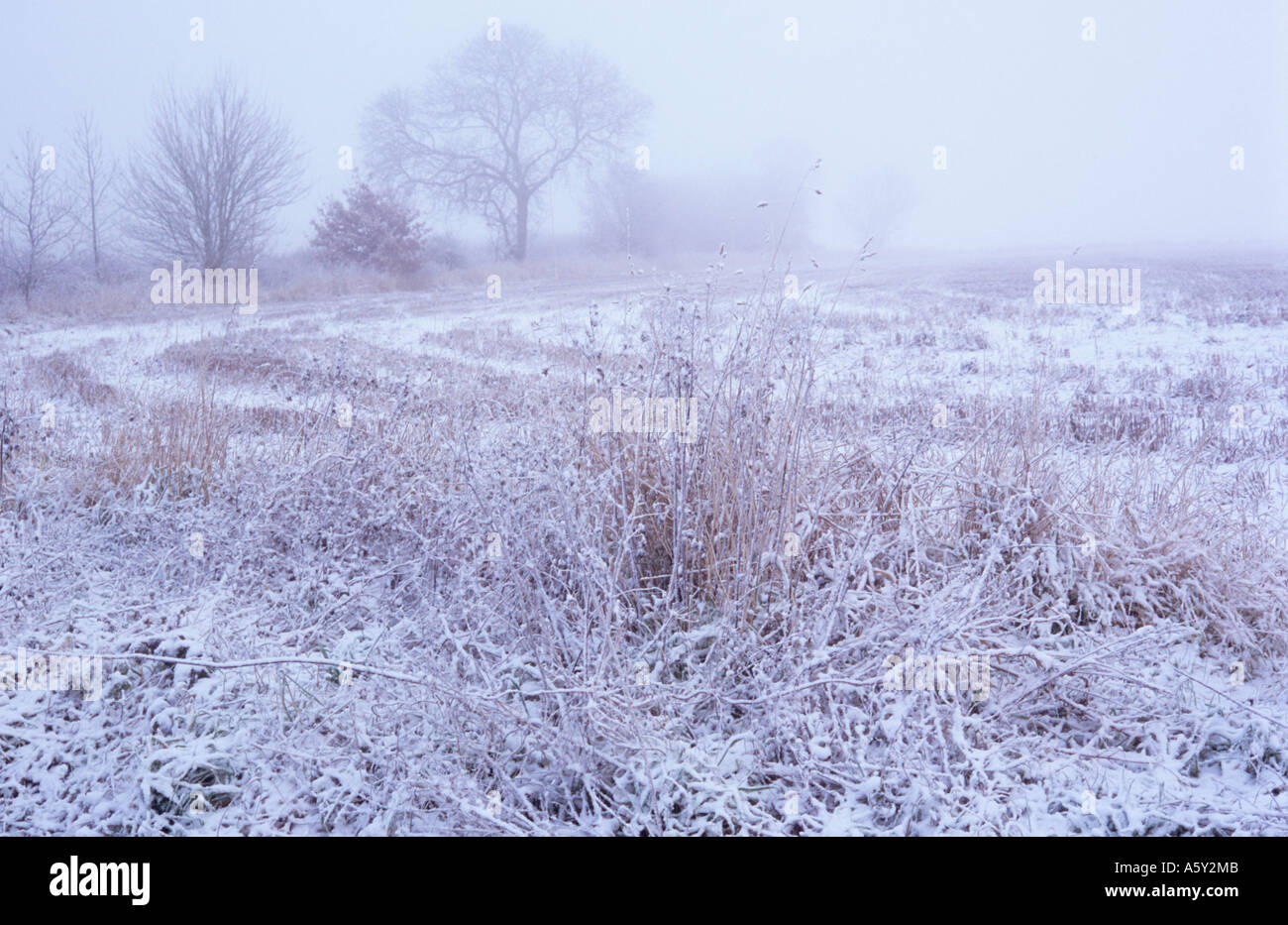 Düster, kalt verschneite Winterlandschaft bei frostigen Nebel mit Gräsern Brache Stoppeln Bereich Bäume und Sträucher Stockfoto