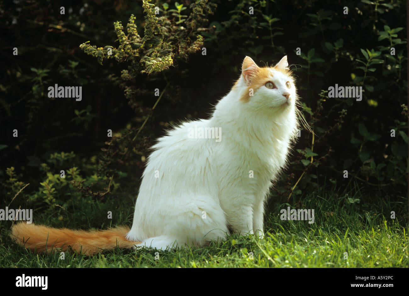 Türkischer Van. Erwachsene Katze sitzt auf Gras Stockfoto