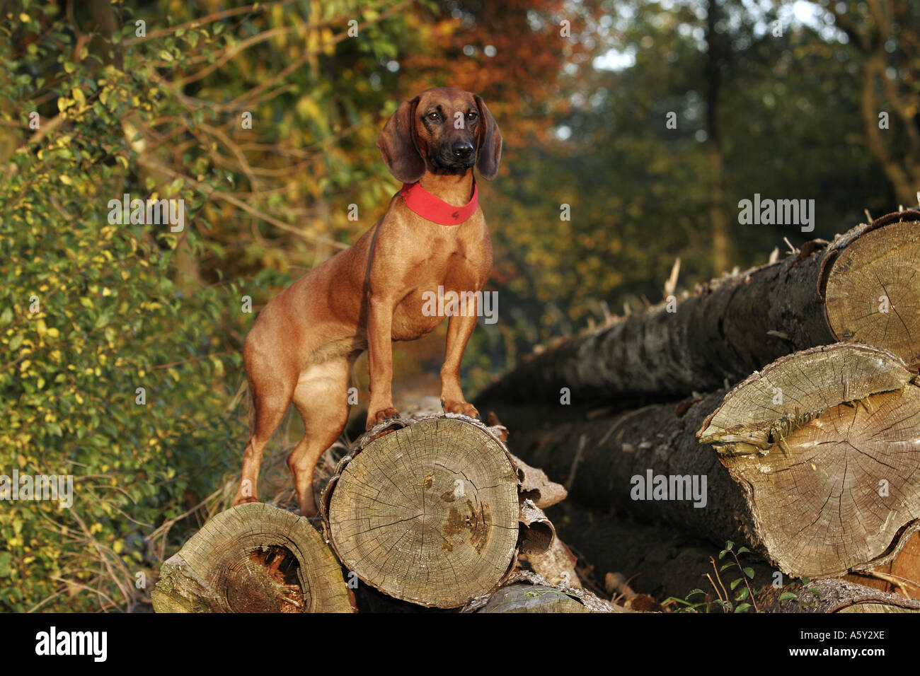 Tiroler Bracke auf Protokolle stehen Stockfoto