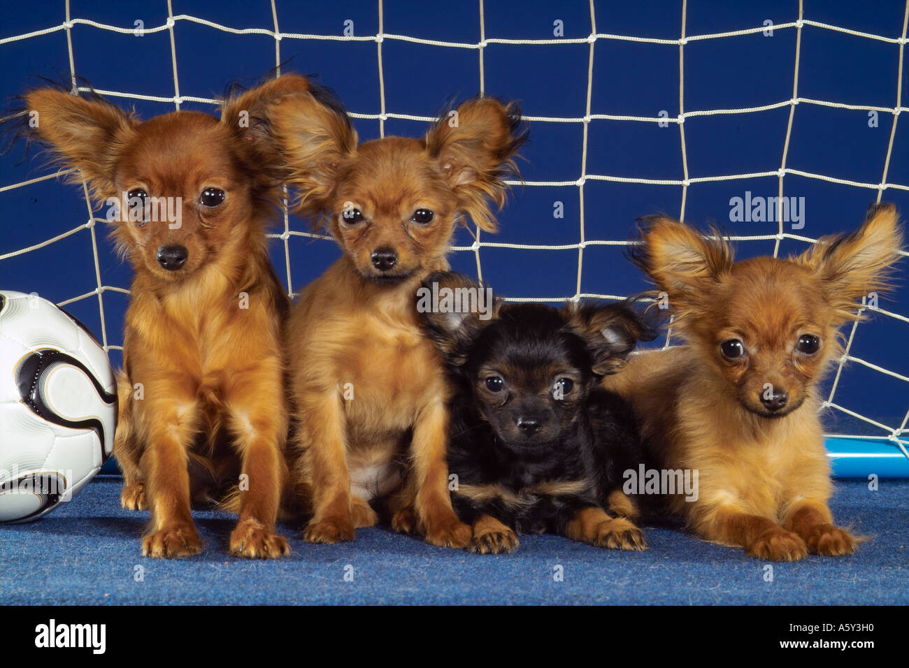 vier russische Toy Terrier sitzend liegend im Tor Stockfoto